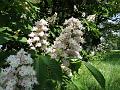 2011-0425_1130_Horse_Chestnut_19C